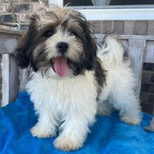 Shihpoo Puppy Harold