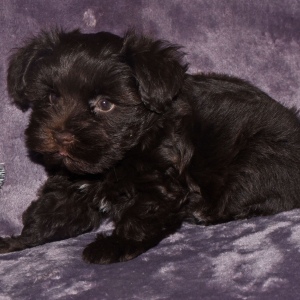 Miniature Schnauzer Puppy Carter