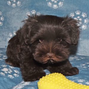 Miniature Schnauzer Puppy Carter