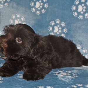 Miniature Schnauzer Puppy Carter