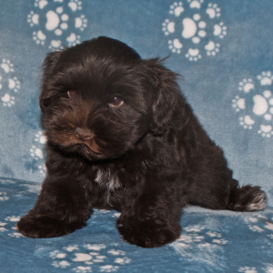 Miniature Schnauzer Puppy Carter