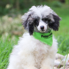 Poodle Puppy Jase