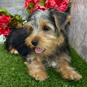 Yorkshire Terrier Puppy Carli