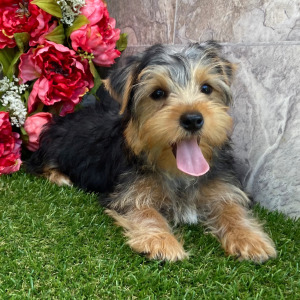 Yorkshire Terrier Puppy Carli