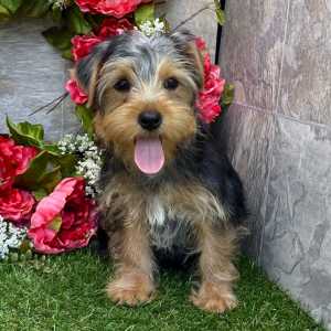 Yorkshire Terrier Puppy Carli