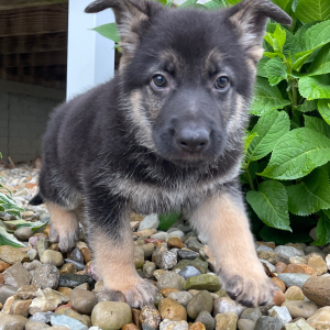 German Shepherd Dog Puppy Randy