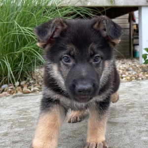 German Shepherd Dog Puppy Randy