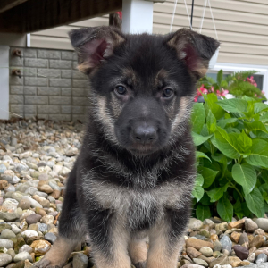 German Shepherd Dog Puppy Randy