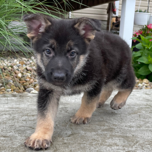 German Shepherd Dog Puppy Randy