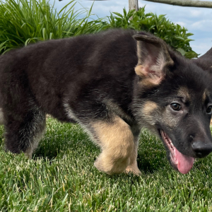 German Shepherd Dog Puppy Randy