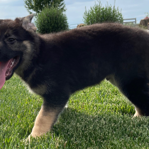 German Shepherd Dog Puppy Randy