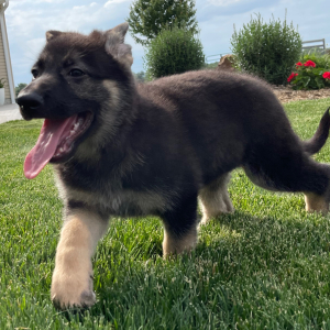 German Shepherd Dog Puppy Randy