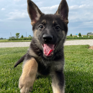 German Shepherd Dog Puppy Randy