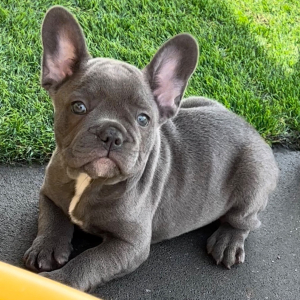 French Bulldog Puppy Facebook
