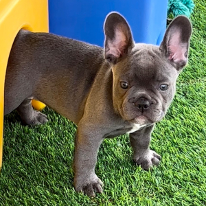 French Bulldog Puppy Facebook