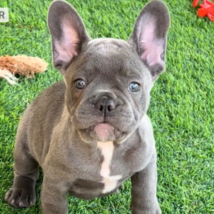 French Bulldog Puppy Facebook