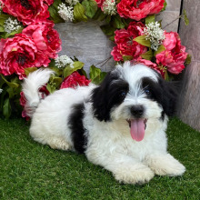 Havanese Puppy Kip