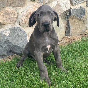 Great Dane Puppy Ajay
