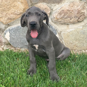 Great Dane Puppy Ajay