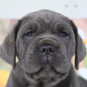 Cane Corso Puppy Pedro