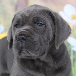 Cane Corso Puppy Pedro