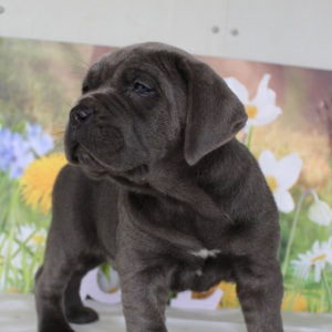 Cane Corso Puppy Pedro