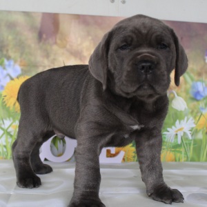 Cane Corso Puppy Pedro