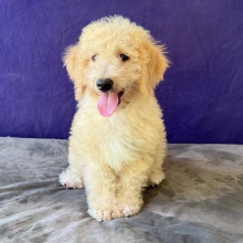 Labradoodle Puppy Ava