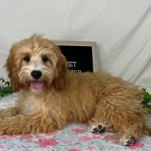 Cavapoo Puppy Tonya