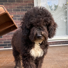 Poodle Puppy Spike