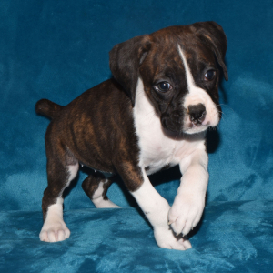 Boxer Puppy Dori