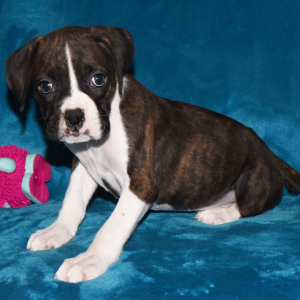 Boxer Puppy Dori