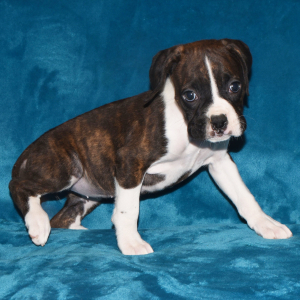 Boxer Puppy Dori