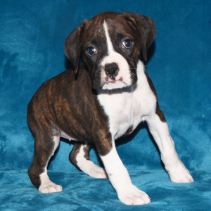 Boxer Puppy Dori