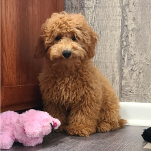 Poodle Puppy Rex