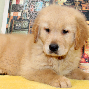 Golden Retriever Puppy Rex