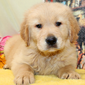 Golden Retriever Puppy Rex