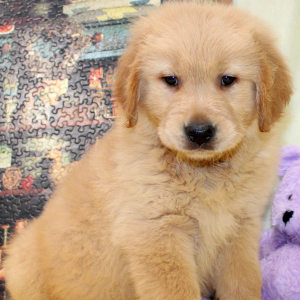 Golden Retriever Puppy Rex