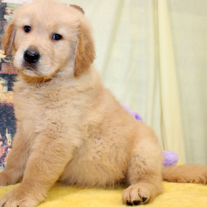 Golden Retriever Puppy Rex
