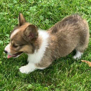 Pembroke Welsh Corgi Puppy Tex