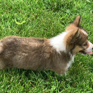 Pembroke Welsh Corgi Puppy Tex