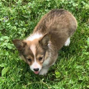 Pembroke Welsh Corgi Puppy Tex