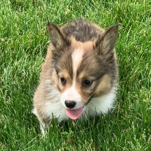 Pembroke Welsh Corgi Puppy Tex