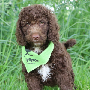 Labradoodle Puppy Poppy