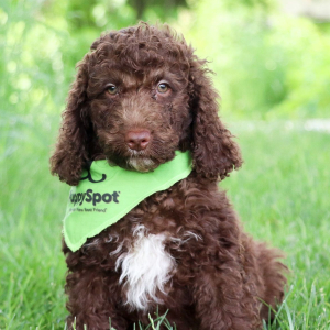 Labradoodle Puppy Poppy