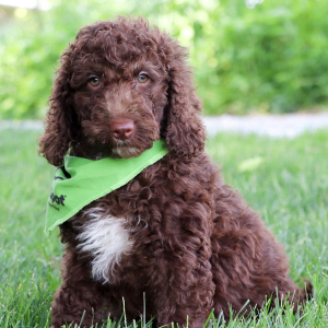 Labradoodle Puppy Poppy