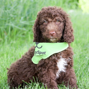 Labradoodle Puppy Poppy