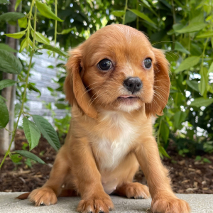 Cavalier King Charles Spaniel Puppy Misty