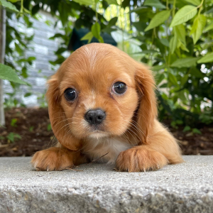 Cavalier King Charles Spaniel Puppy Misty