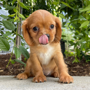 Cavalier King Charles Spaniel Puppy Misty
